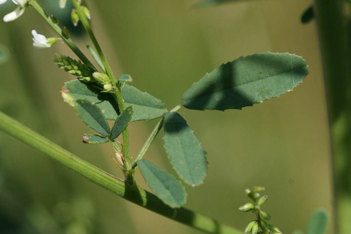 melilotus-albus.2