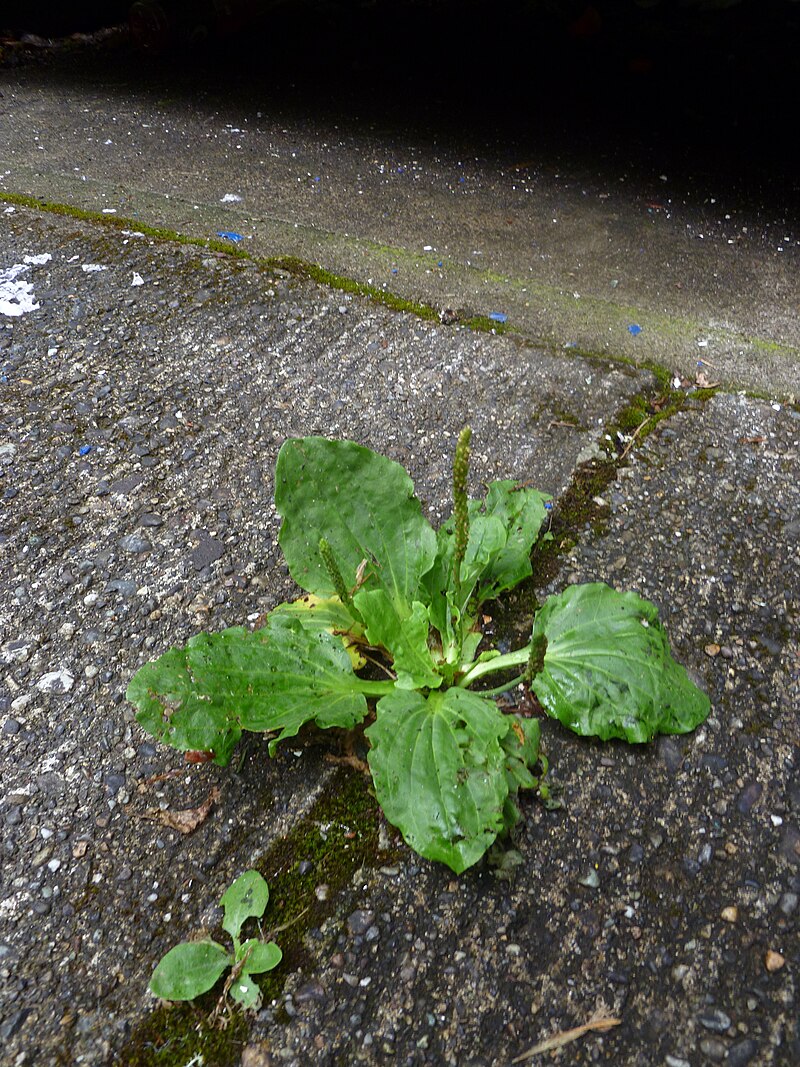 plantago-major.3
